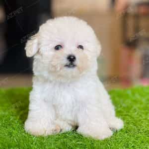Poodle Tiny Trắng