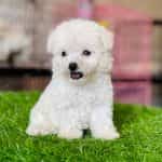 Poodle Tiny Trắng
