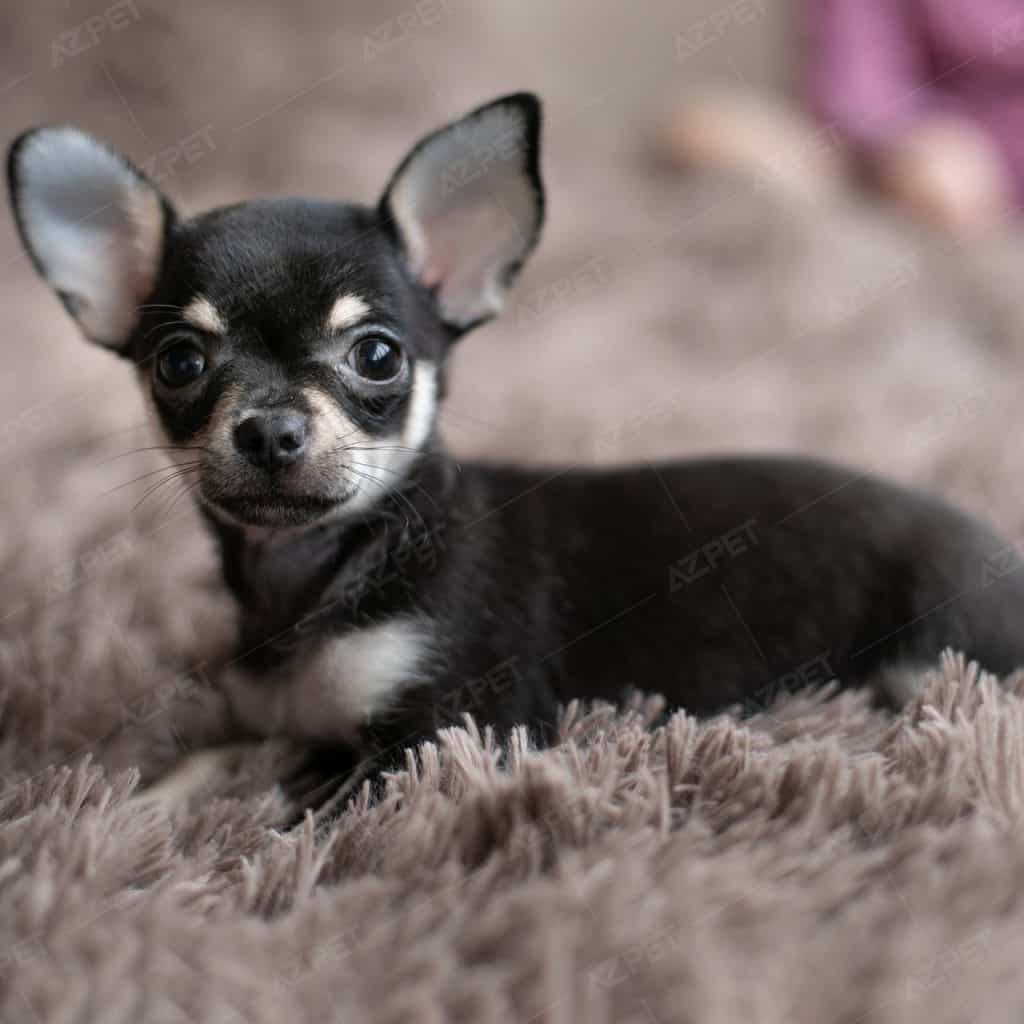 Chihuahua Đen Vàng