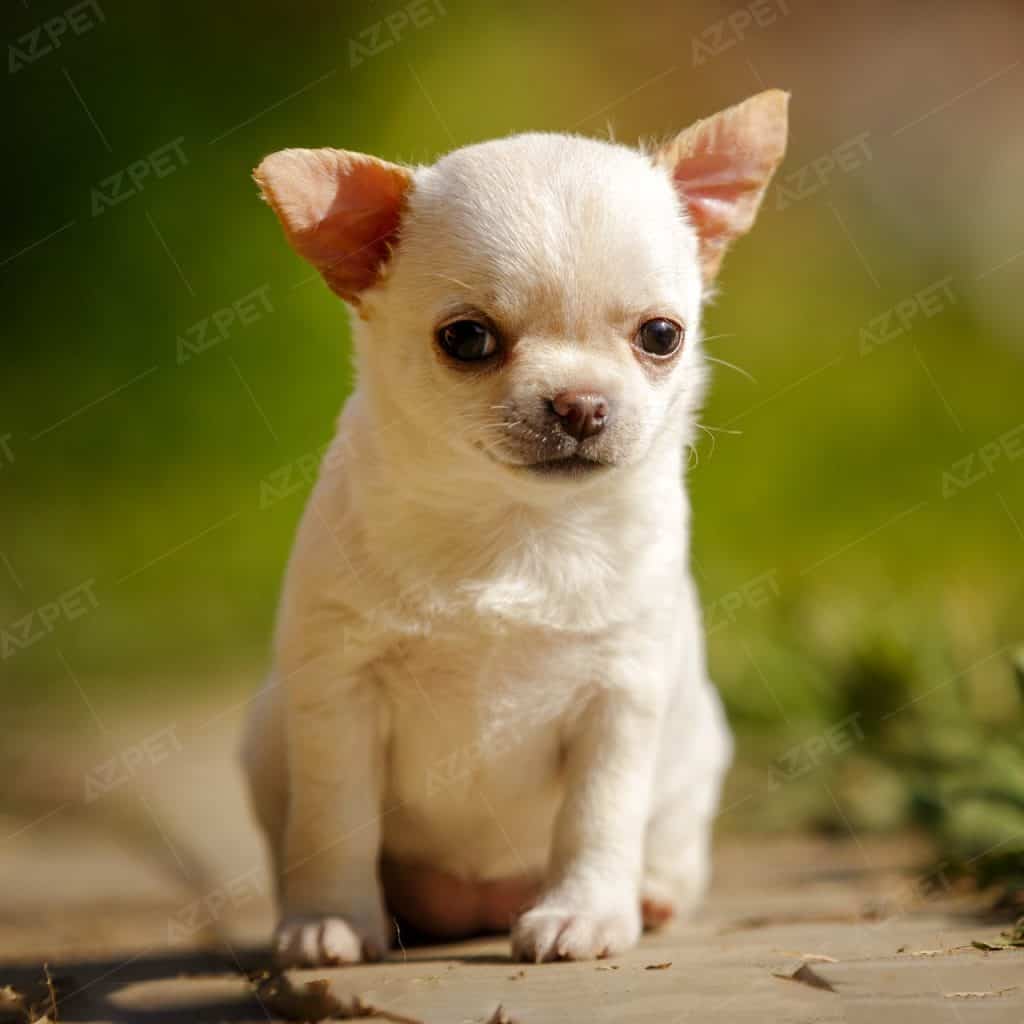 Chihuahua Trắng