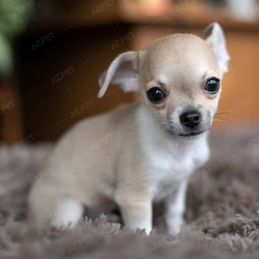 Chihuahua Vàng Kem