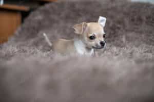 Chihuahua Vàng Kem