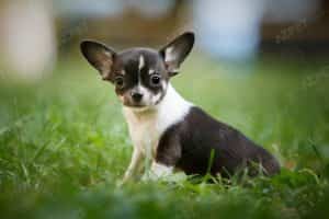 Chihuahua Đen Trắng