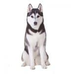 Husky