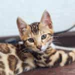 Bengal Brown Spotted