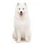 Samoyed