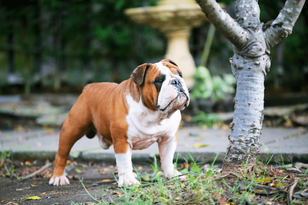 Bulldog Anh có ngoại hình bóng bẩy và ấn tượng