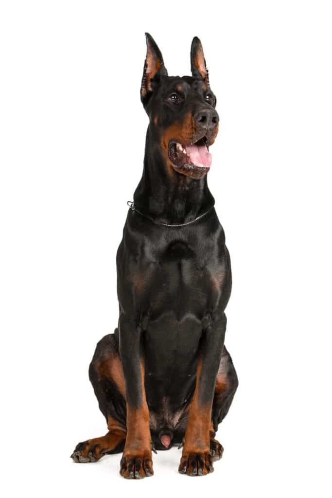 Chó Dobermann Thuần Chủng - Nếu bạn yêu thích chó và đặc biệt là chó Dobermann, chắc chắn sẽ không muốn bỏ qua bức ảnh về chú chó Dobermann thuần chủng này. Với vẻ ngoài mạnh mẽ và thông minh, chú chó sẽ khiến bạn cảm thấy thích thú và tự hào khi sở hữu một chúng.