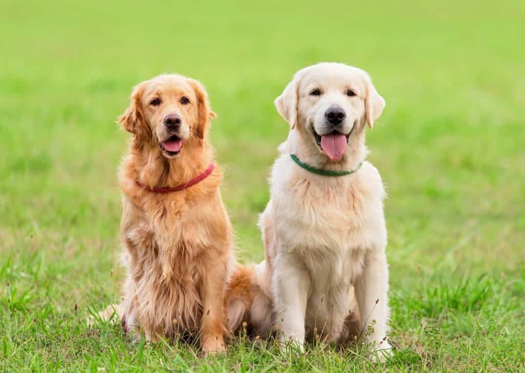 Chú chó vàng có 2 màu đặc trưng