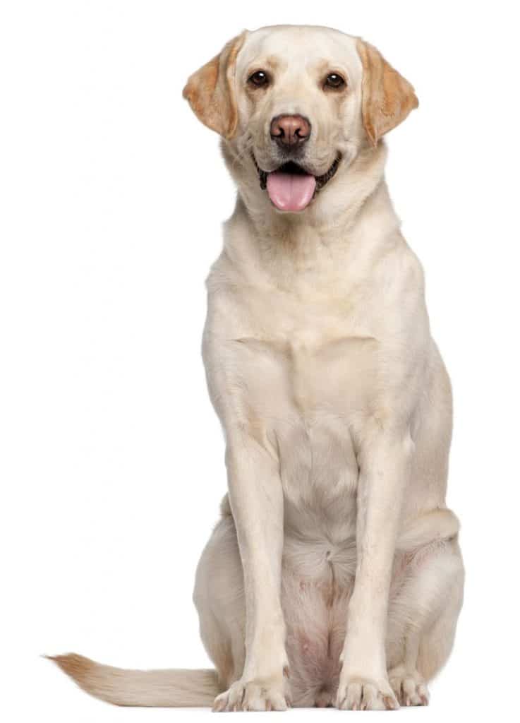 Nguồn gốc chó Labrador