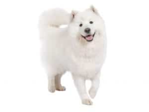 Chó Samoyed có bộ lông trắng tuyết đặc trưng
