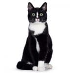 Mèo tuxedo
