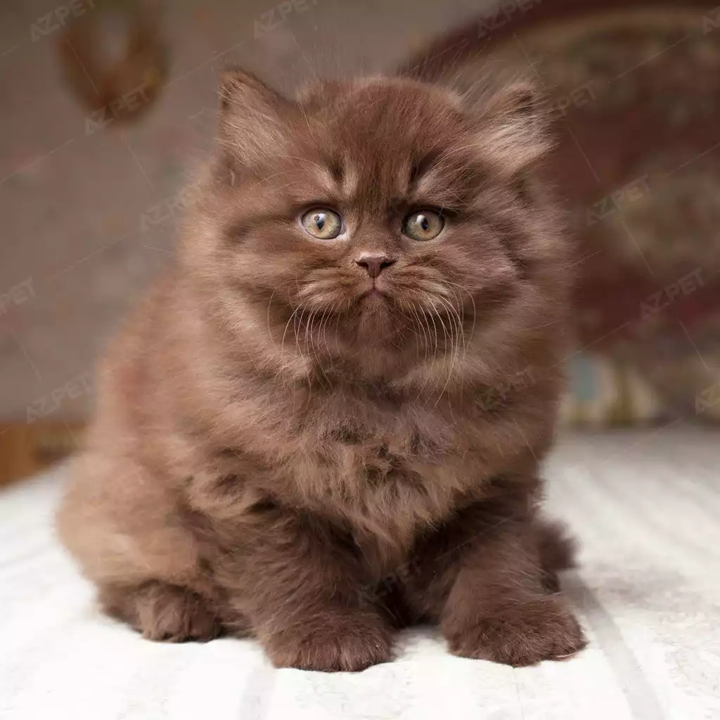 Anh Lông Dài Socola