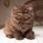 Anh Lông Dài Socola