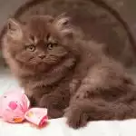 Anh Lông Dài Socola