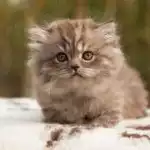 Anh Lông Dài Socola