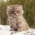 Anh Lông Dài Socola