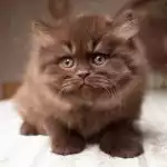 Anh Lông Dài Socola