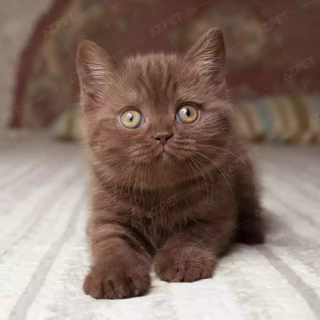 Anh Lông Ngắn Socola