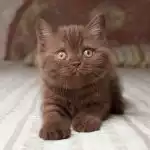 Anh Lông Ngắn Socola