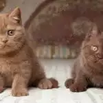 Anh Lông Ngắn Socola