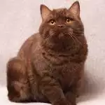 Anh Lông Ngắn Socola