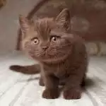 Anh Lông Ngắn Socola