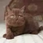 Anh Lông Ngắn Socola