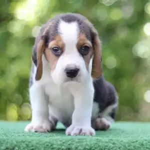 Beagle Tricolor