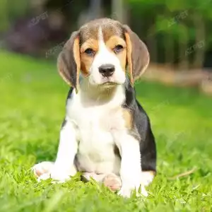 Beagle Tricolor