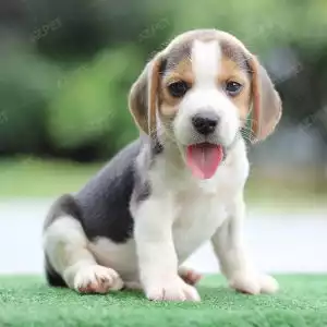 Beagle Tricolor
