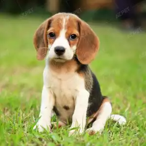 Beagle Tricolor