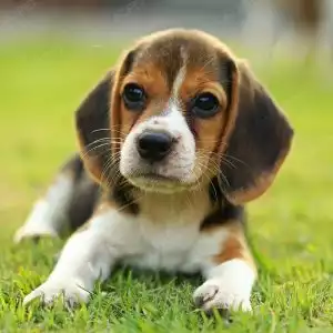 Beagle Tricolor