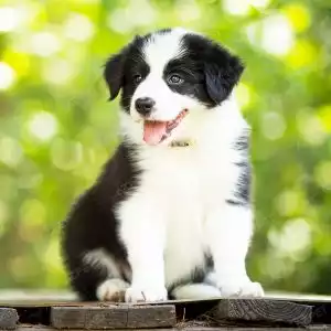 Border Collie Đen Trắng