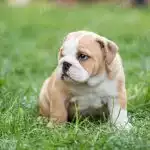 Bull Anh Trắng Vàng