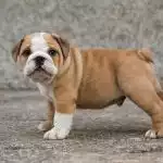 Bull Anh Trắng Vàng