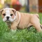 Bull Anh Trắng Vàng