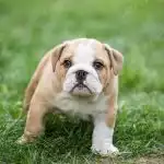 Bull Anh Trắng Vàng