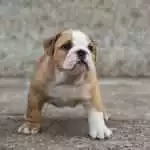 Bull Anh Trắng Vàng