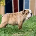 Bull Anh Trắng Vàng