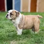 Bull Anh Trắng Vàng