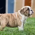 Bull Anh Trắng Vàng