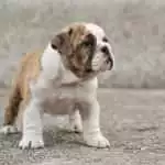 Bull Anh Trắng Vàng