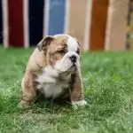 Bull Anh Trắng Vàng