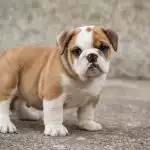 Bull Anh Trắng Vàng