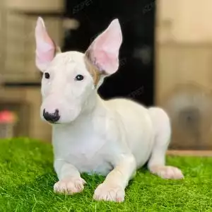 Bull Terrier Trắng