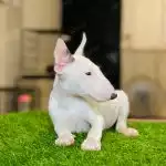 Bull Terrier Trắng