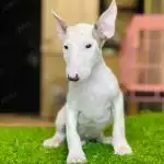 Bull Terrier Trắng