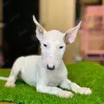 Bull Terrier Trắng