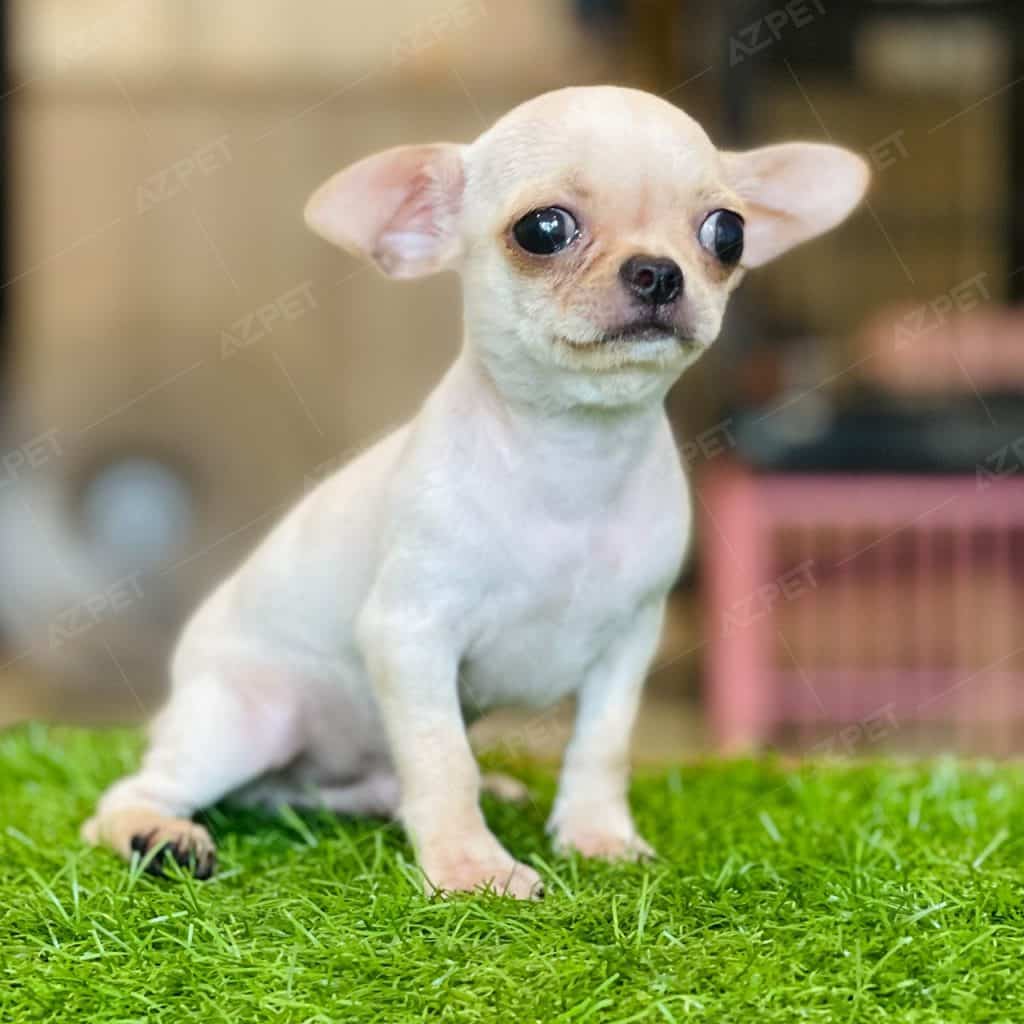 Chihuahua Kem